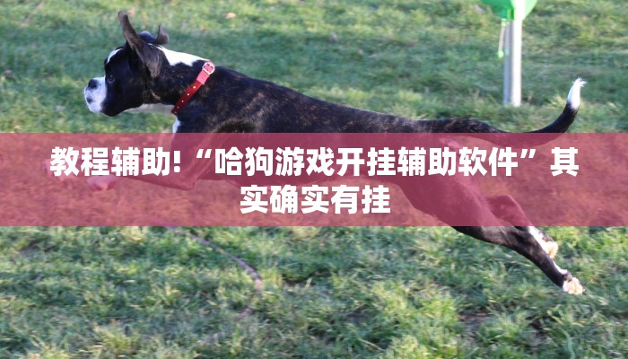 教程辅助!“哈狗游戏开挂辅助软件”其实确实有挂
