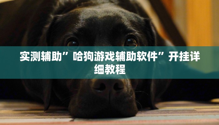 实测辅助”哈狗游戏辅助软件”开挂详细教程